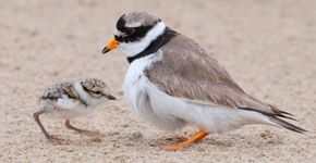 Bontbekplevier met jong / Marcel Klootwijk