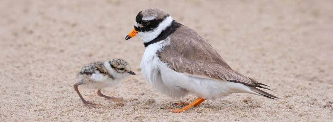 Bontbekplevier met jong / Marcel Klootwijk