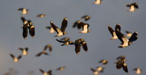 Kievit / Marc Guyt, AGAMI