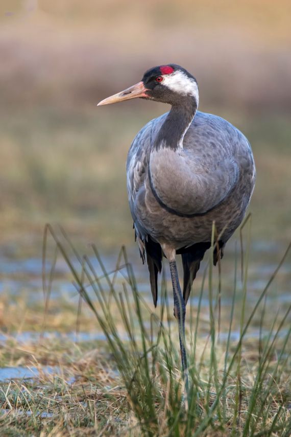 Kraanvogel in de winter