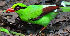 Javan Green Magpie / Florian Richter