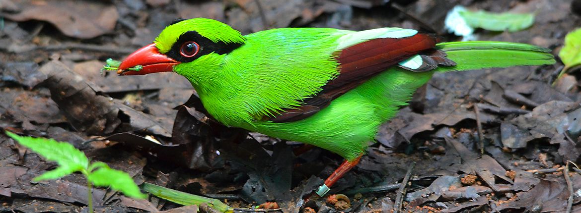 Javan Green Magpie / Florian Richter