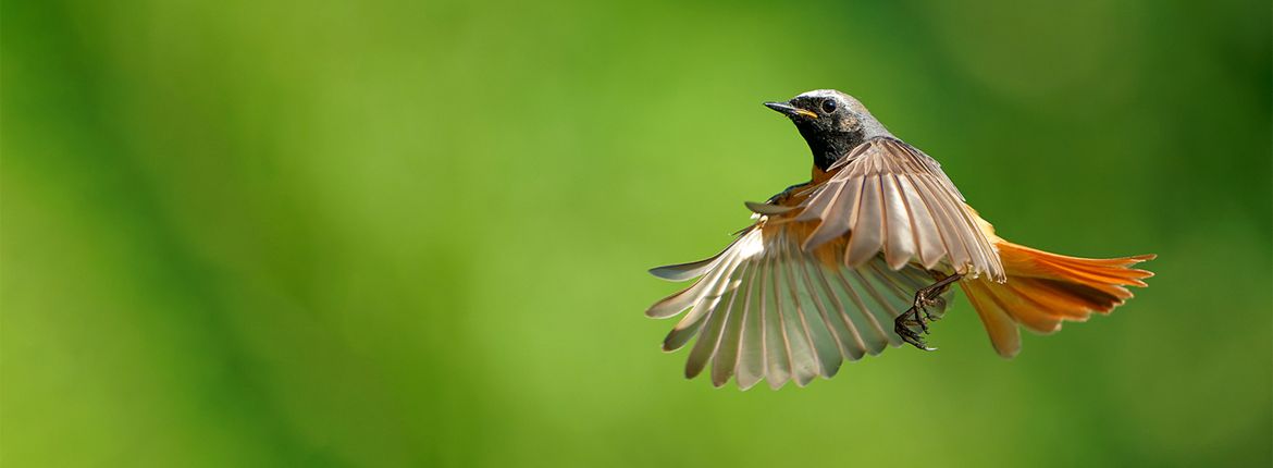 Gekraagde roodstaart / Shutterstock