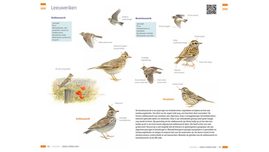 Spread leeuweriken - Veldgids vogels vergelijken