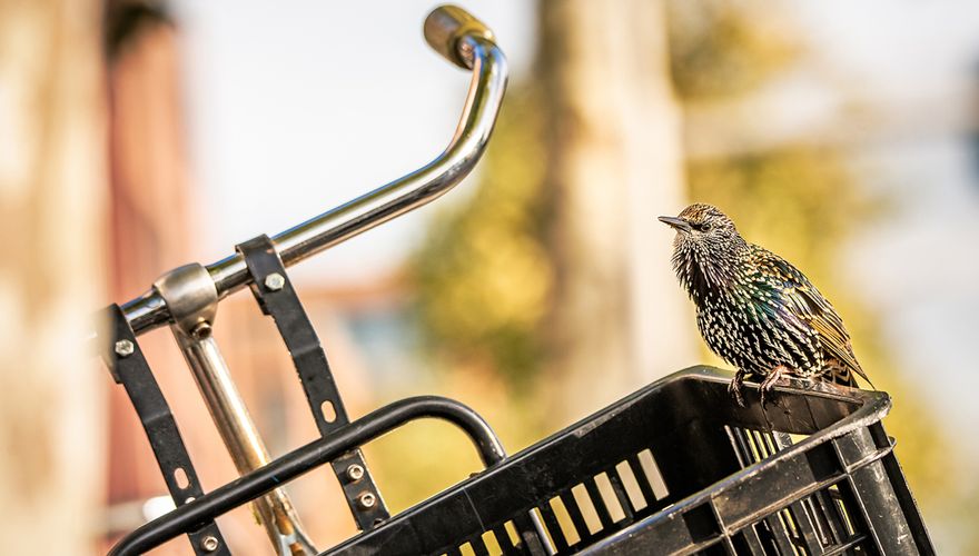 Spreeuw op fiets / Shutterstock