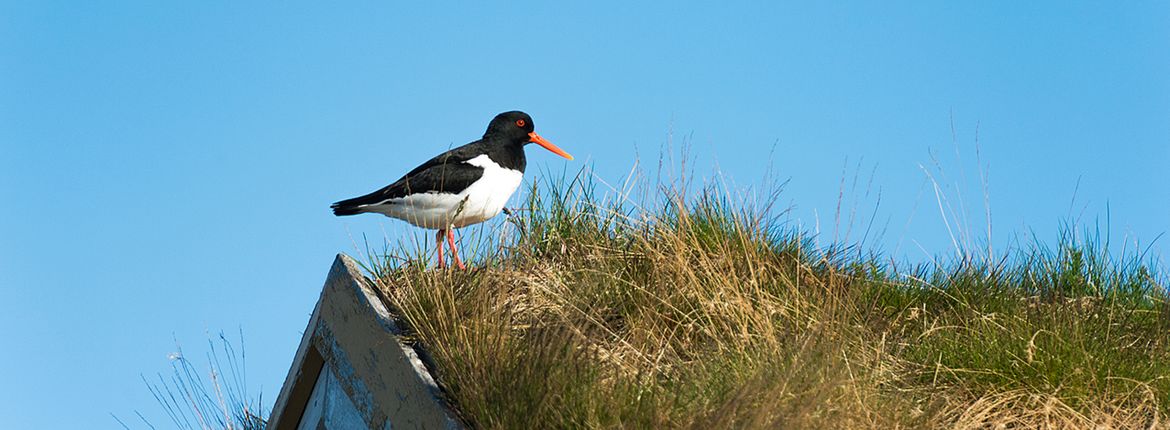 Scholekster / Shutterstock