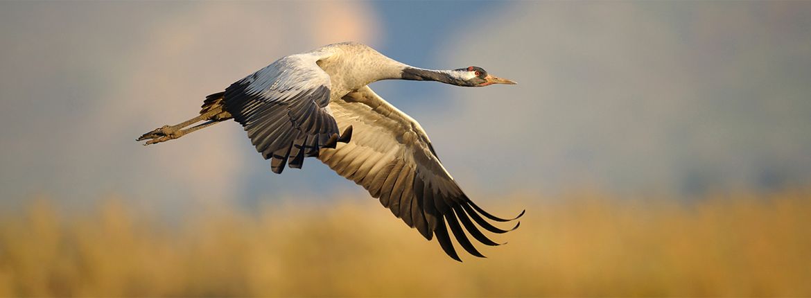 Kraanvogel / Shutterstock