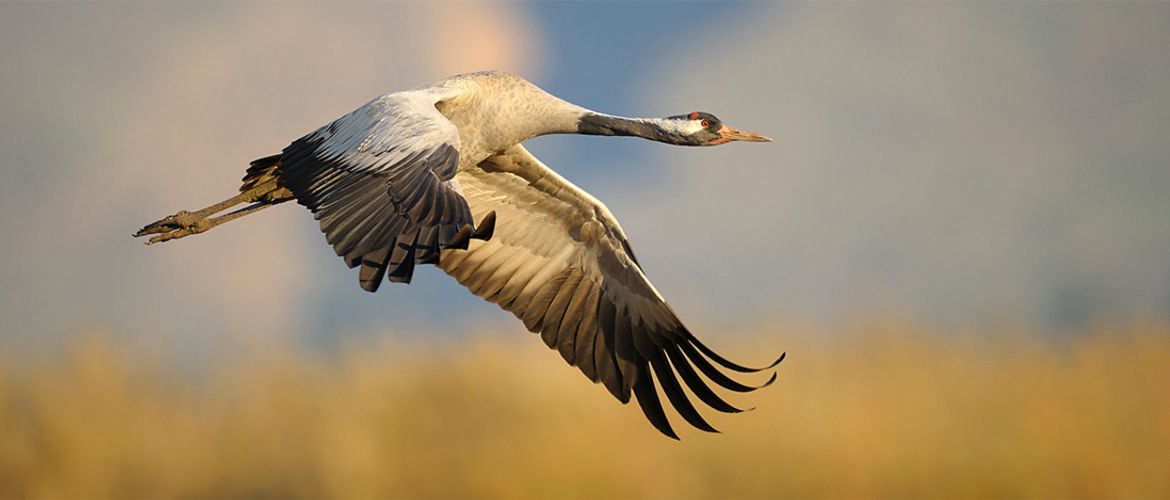 Kraanvogel / Shutterstock