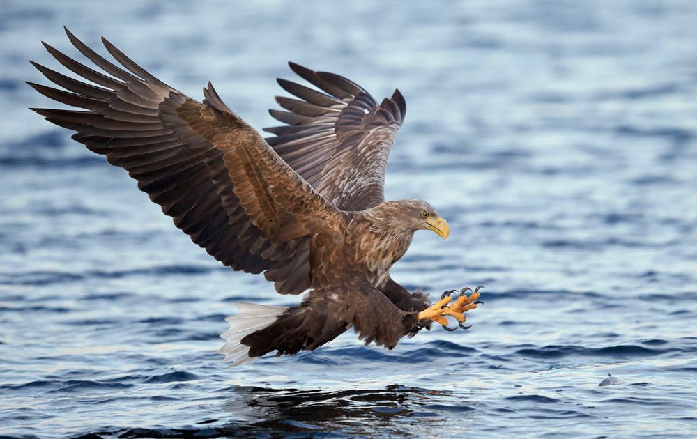 Zeearend Vogelbescherming