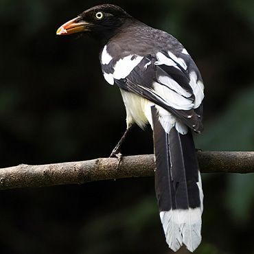 White winged Magpie / Marc Guyt AGAMI