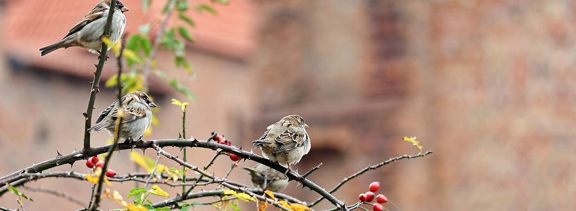 Huismussen in de stad / Pixabay