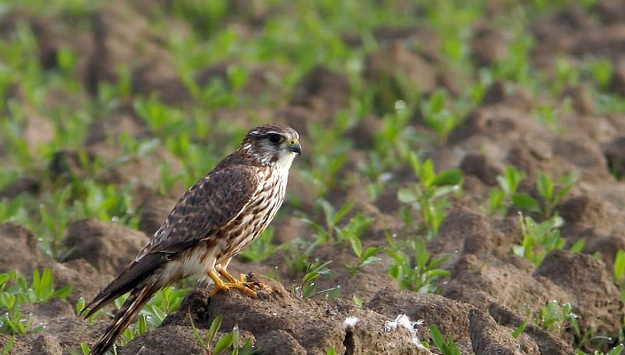 Smellekenvrouw / Birdphoto