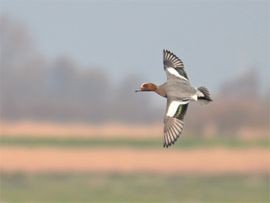 Afscheid van de Fluiteend