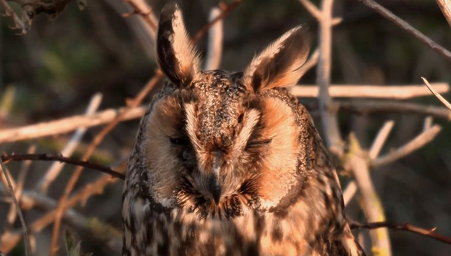 Videostill ransuil Vogelbescherming