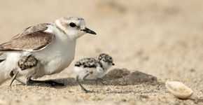 Strandplevier / Shutterstock