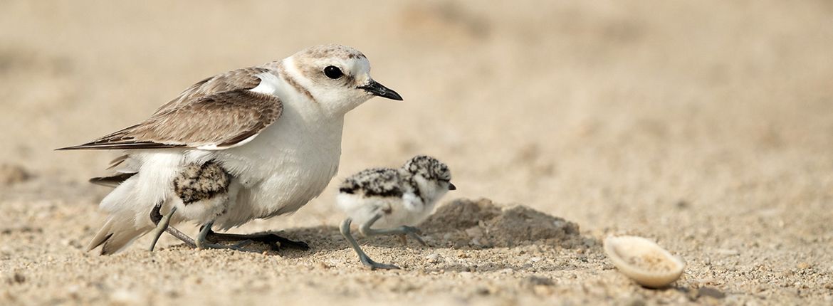 Strandplevier / Shutterstock