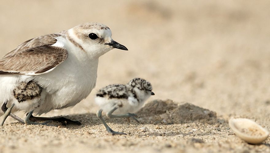 Strandplevier / Shutterstock