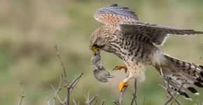 Torenvalk / Jan Jongejan, Fotogalerij