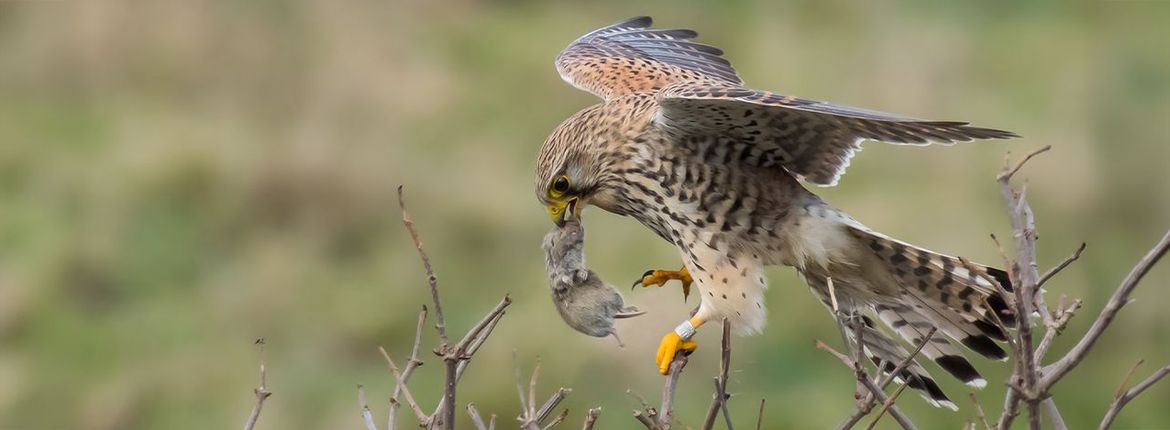 Torenvalk / Jan Jongejan, Fotogalerij