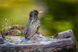 Bath time