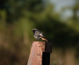 Zwarte roodstaart op de uitkijk