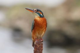 Kingfisher standing on a pole