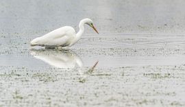 Kijken of er wat te eten valt...