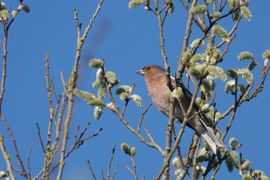 Vink in het voorjaar