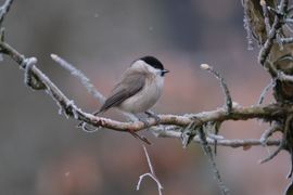 Glanskop op een koude ochtend