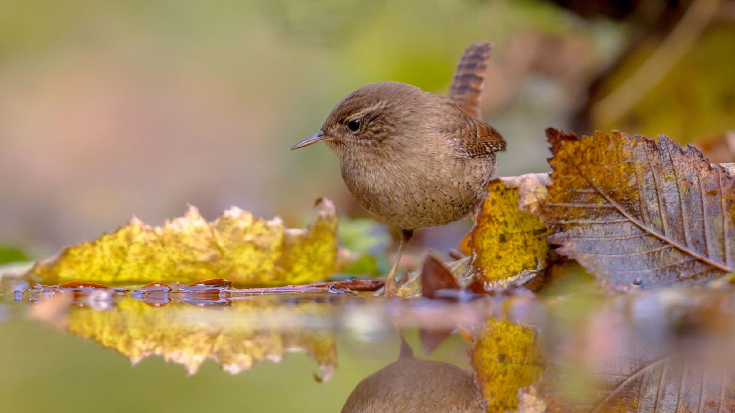 Winterkoning / Shutterstock