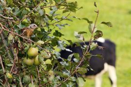 Kramsvogel in de wei
