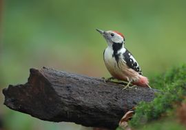 Fraaie bosvogel