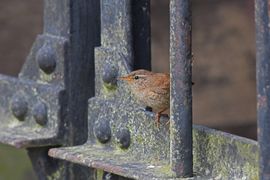 Vlijtig vogeltje