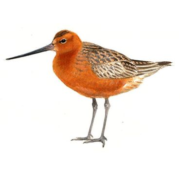 Rosse grutto / Elwin van der Kolk