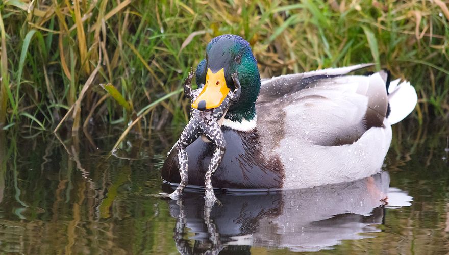 Wilde eend met kikker / Thom van Oijen - Fotogalerij