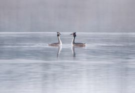 futen in de mist