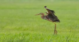 Purperreiger