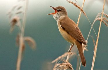 Grote karekiet  / Birdphoto