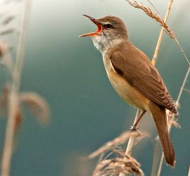 Grote karekiet  / Birdphoto