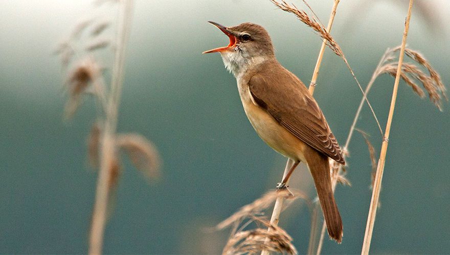 Grote karekiet  / Birdphoto