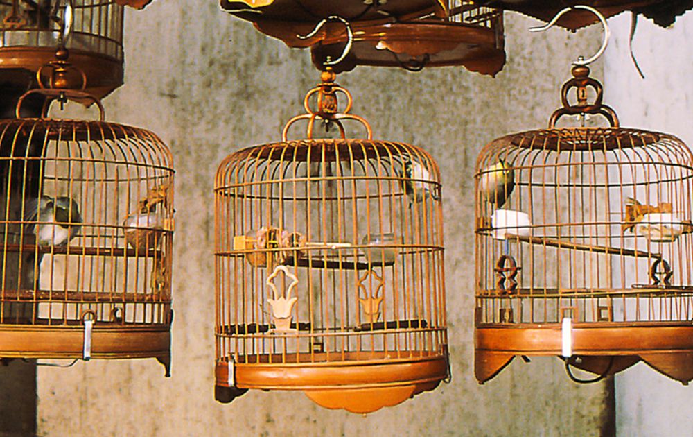 De zingende vogelkooien van | Vogelbescherming