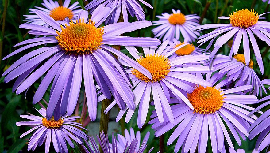 Aster / Pixabay