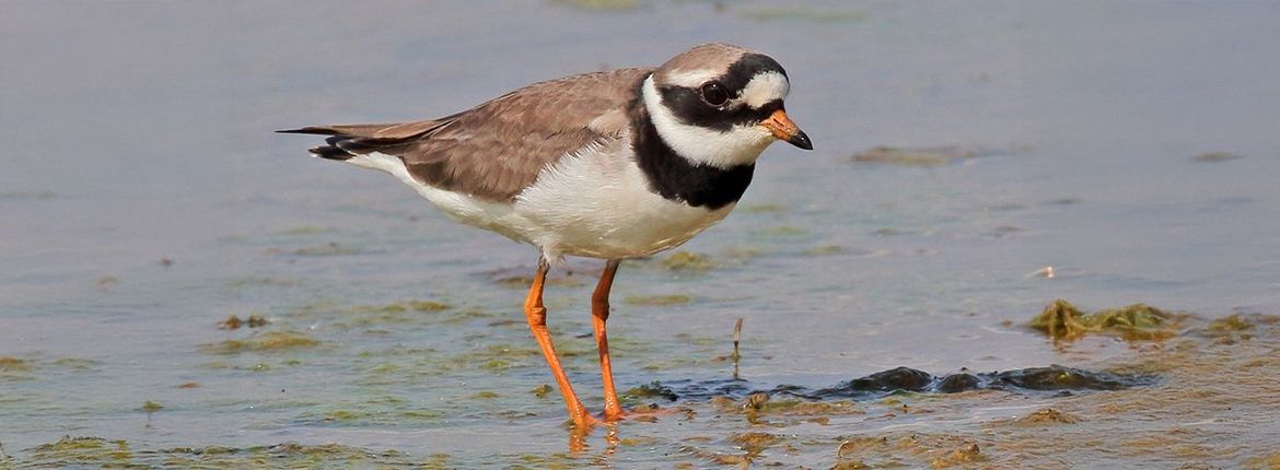 Bontbekplevier / Koos Dansen