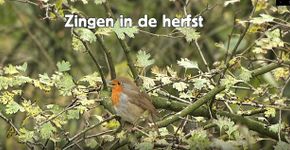 Videostill Zingen in de herfst