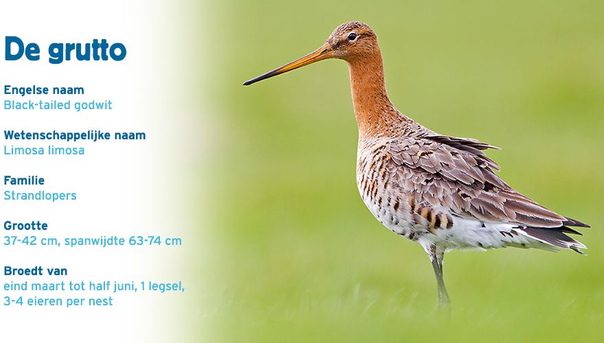 Grutto paspoort vogelcursus