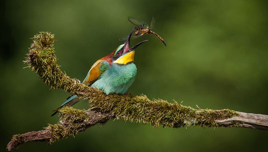 Bijeneter met insect / Erwin Stevens - Fotogalerij