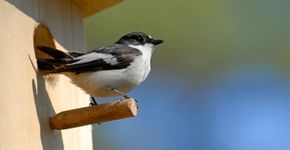 Bonte vliegenvanger / Shutterstock