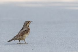 Op tussenstop vanuit het hoge noorden