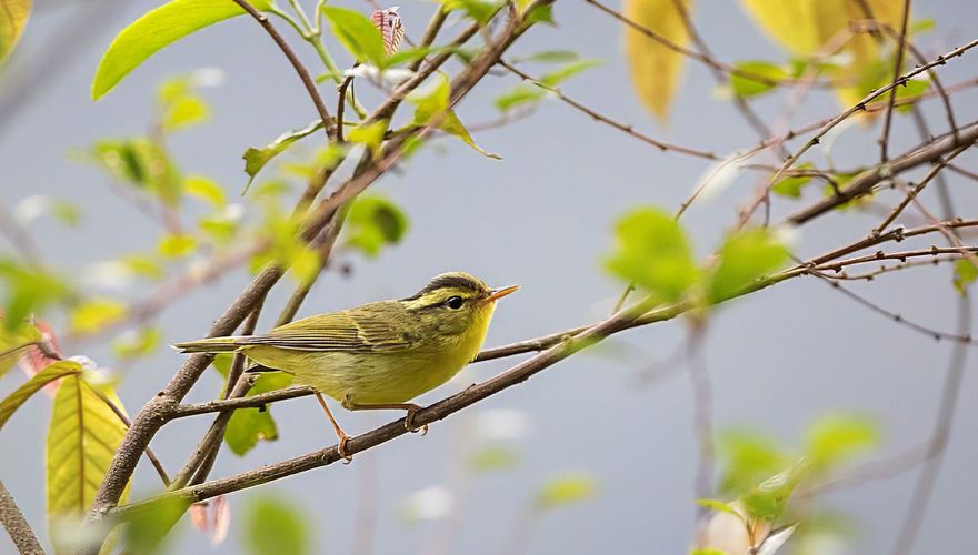 Limestone leaf warbler / Marc Guyt AGAMI