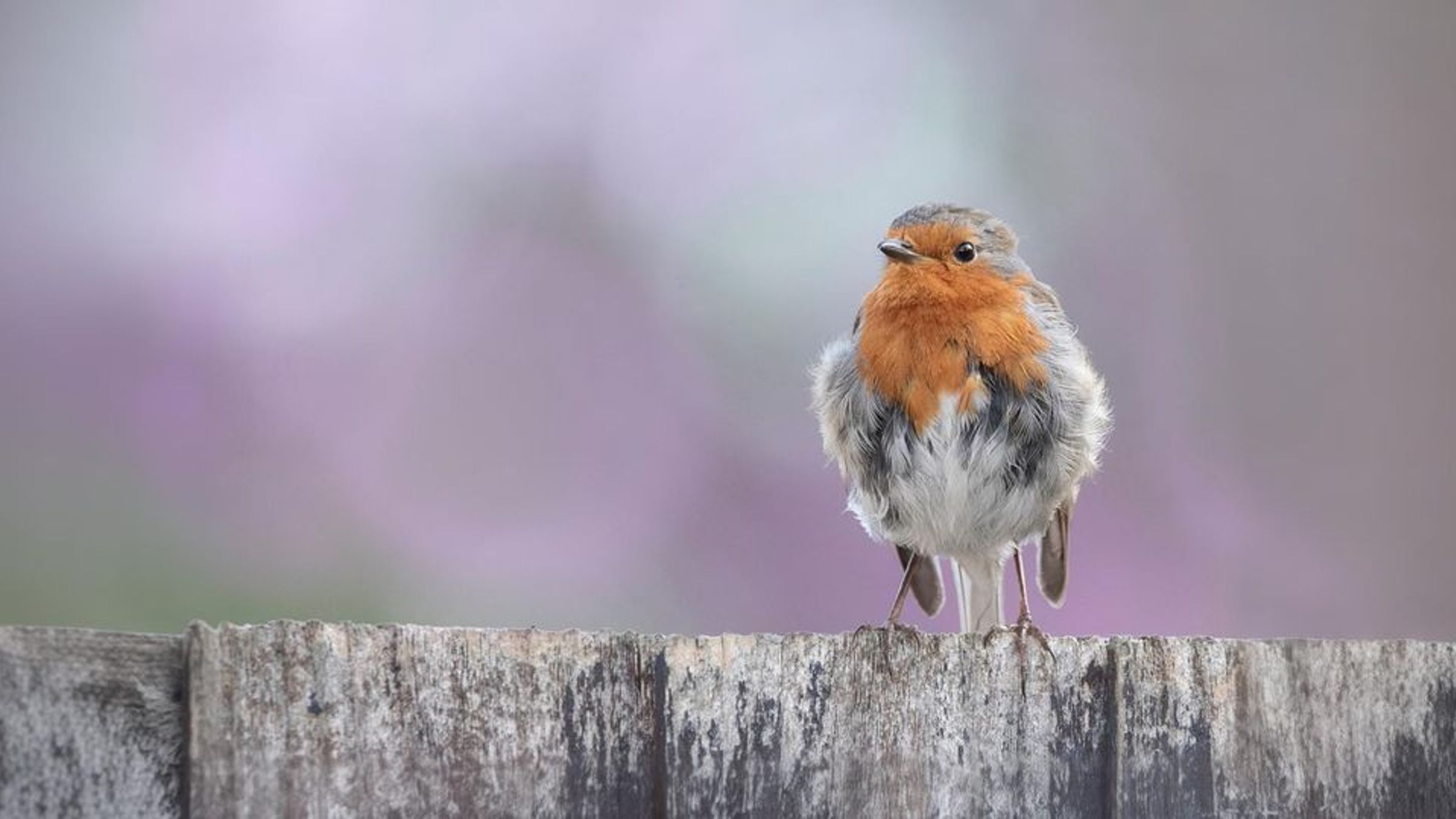 roodborst/ shutterstock